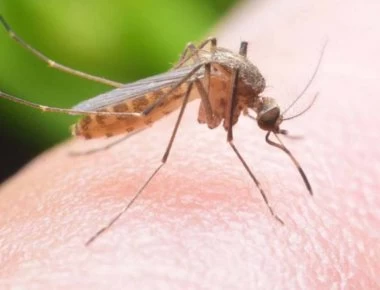 Guardian: «Καμπανάκι» για τον ιό του Δυτικού Νείλου στην Ελλάδα - Θορυβεί τους τουρίστες